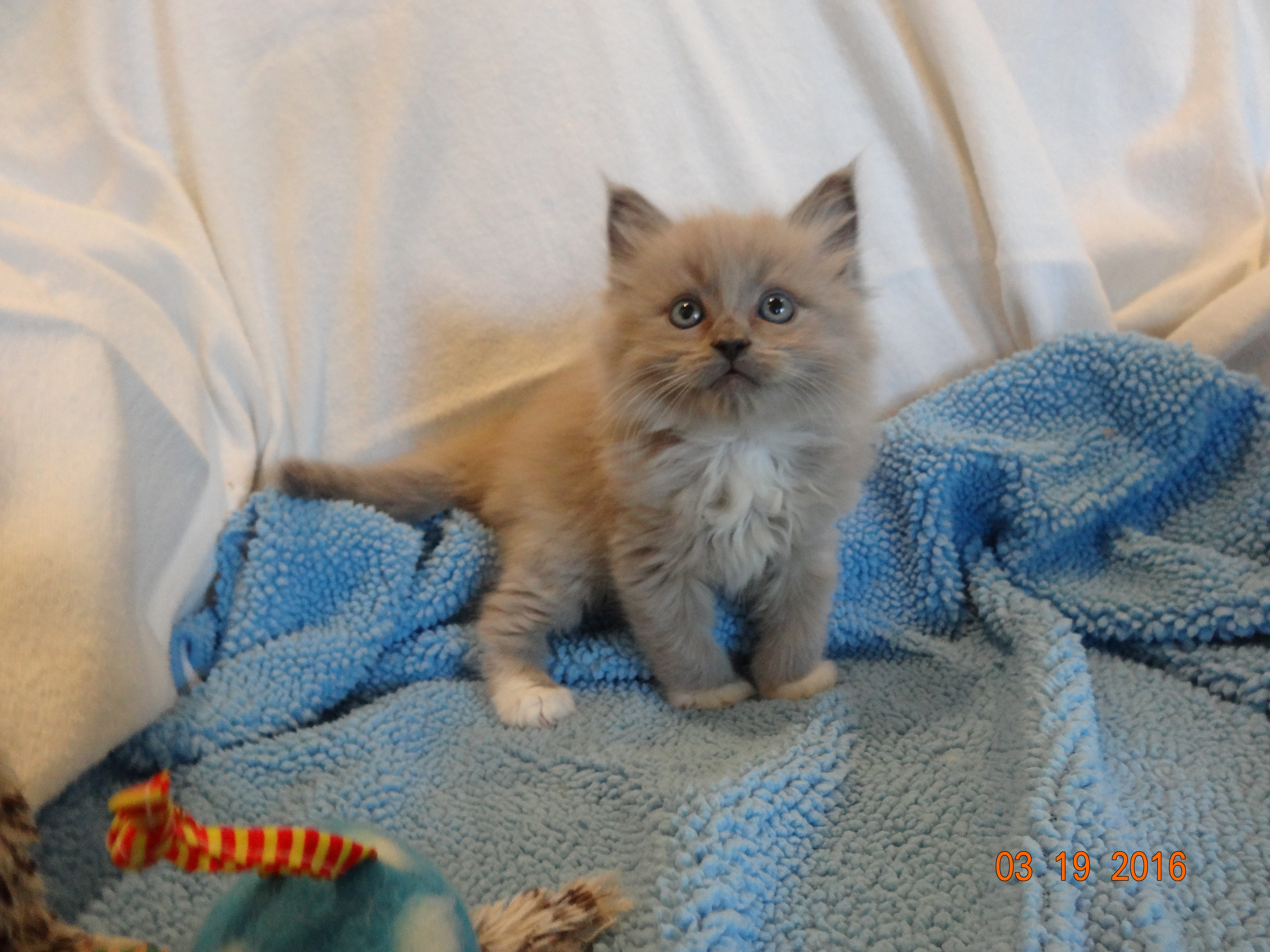 unregistered-ragdoll-kittens-for-sale